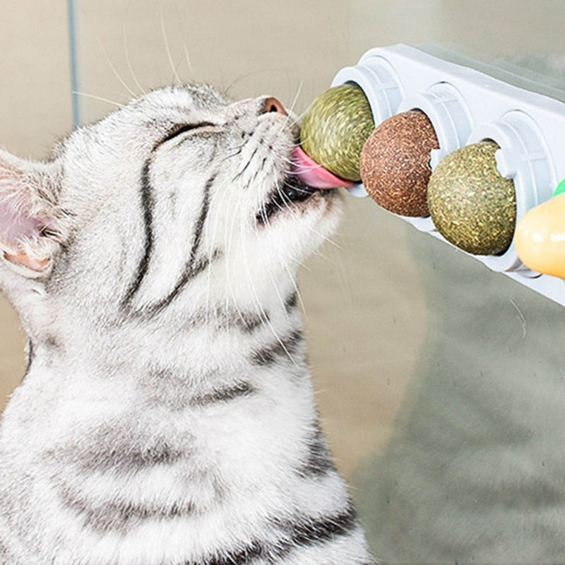 Cleaning Teeth Food for Cat