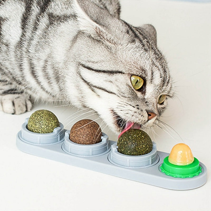 Cleaning Teeth Food for Cat